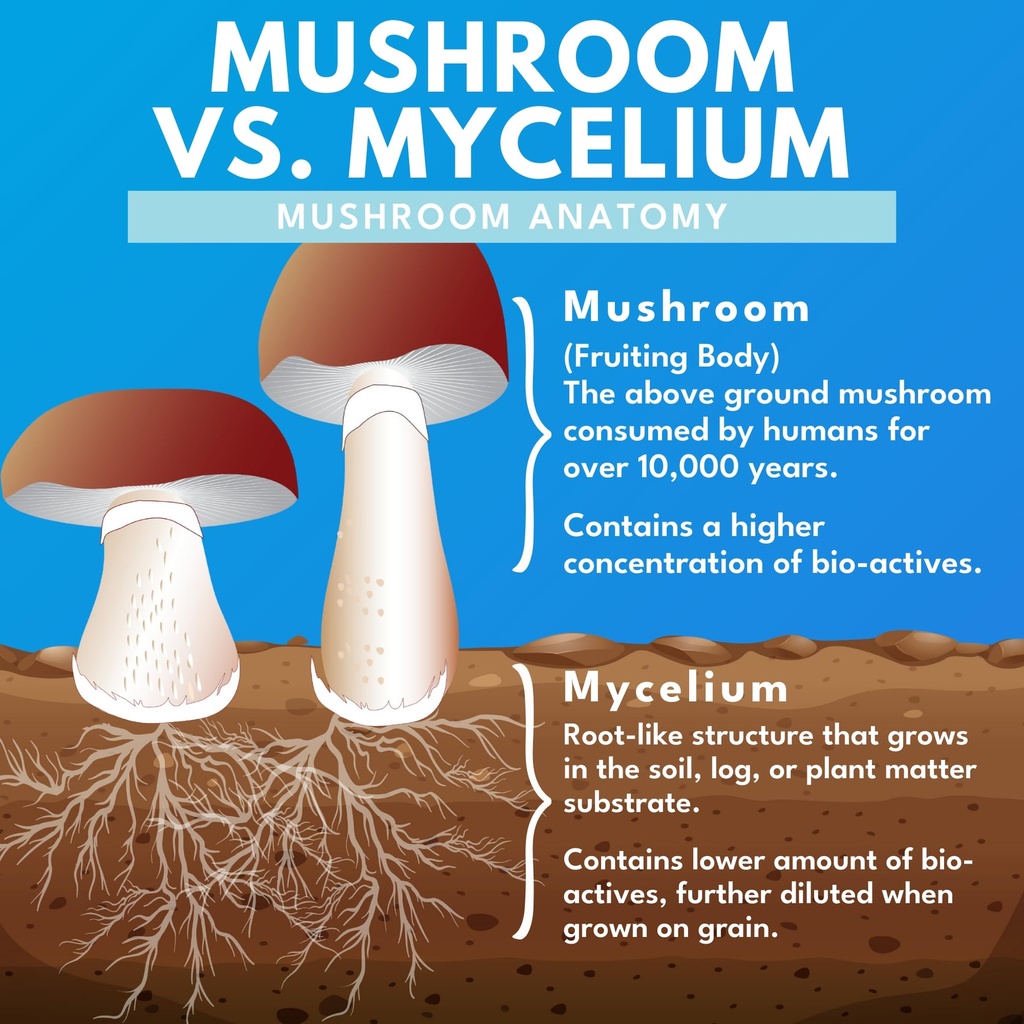 bold-botanica-mushroom-supreme-7-mushroo-5.jpg
