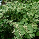 pure-original-ingredients-japanese-knotw-3.jpg