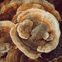 earthborn-elements-turkey-tail-mushroom--5.jpg