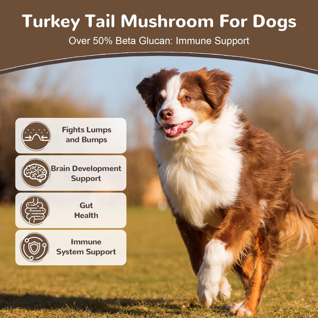 turkey-tail-mushroom-powder-for-dogs-org-2.jpg