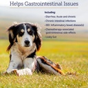 rx-vitamins-nutrigest-dog-probiotics-for-5.jpg