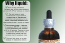 hawaii-pharm-pipsissewa-chimaphila-umbel-4.jpg