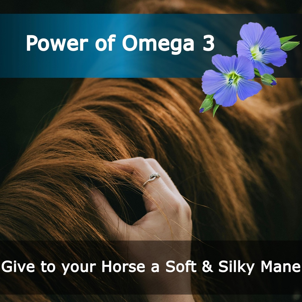 equine-horse-oil-supplement-3-natural-oi-81cRU-R13dL.jpg