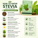 stevia-seeds-stevia-rebaudiana-for-home--71006LHspEL.jpg