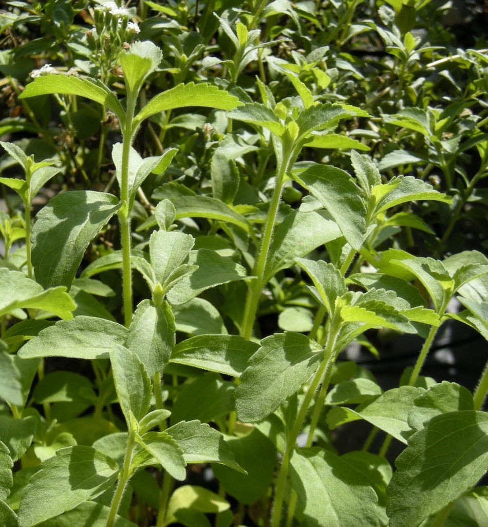stevia-seeds-stevia-rebaudiana-for-home--81DN1zm5dSL.jpg