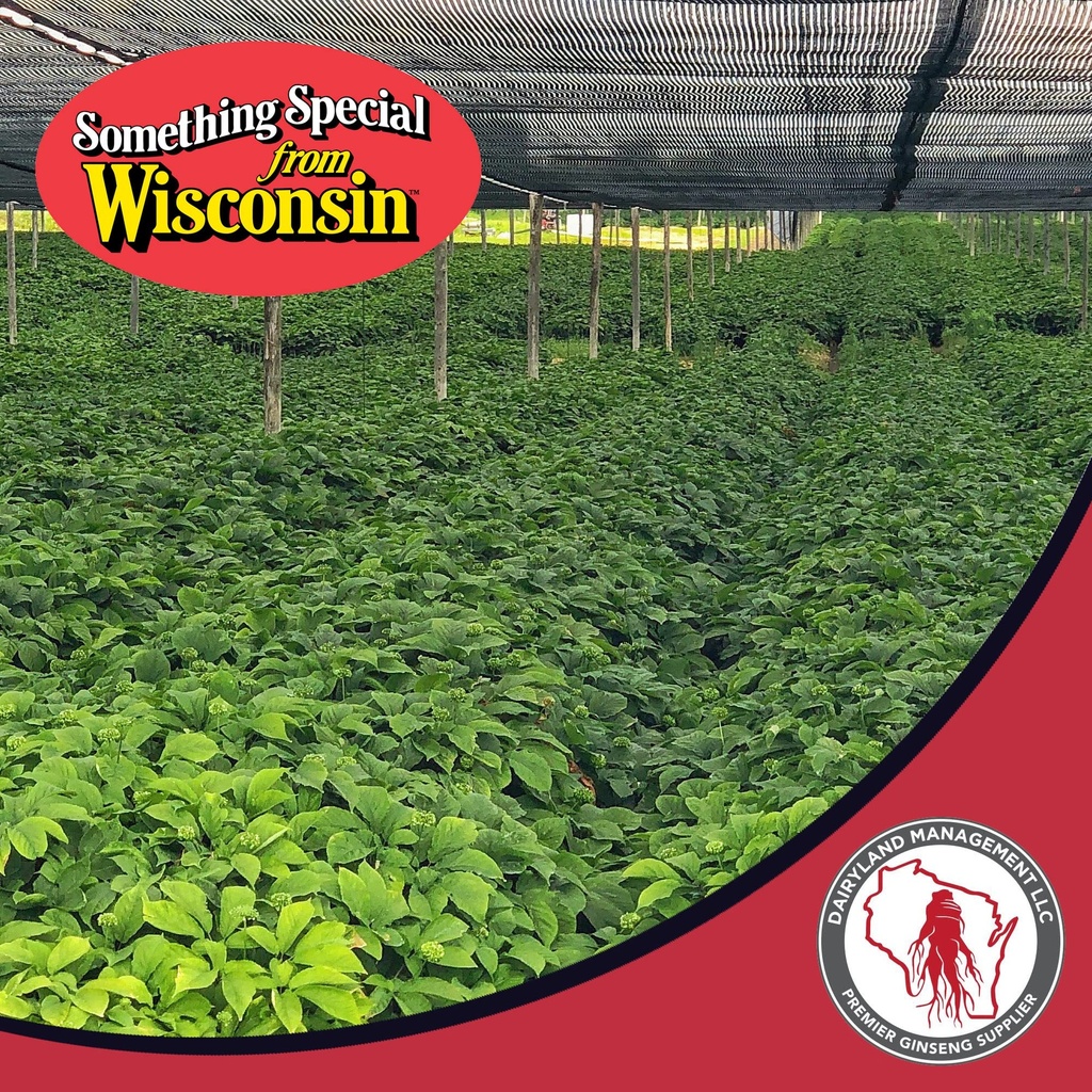 dairyland-american-ginseng-roots-prongs--91FEO8JXU8L.jpg