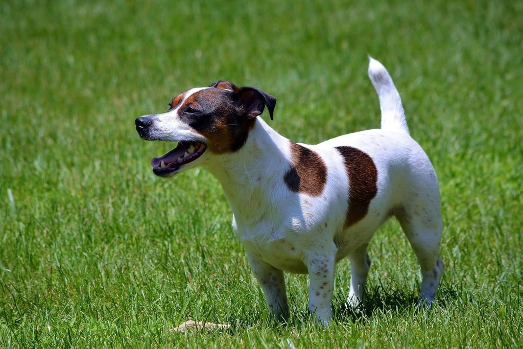 well-and-good-dog-diarrhea---probiotics--4.jpg