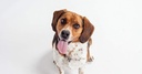 k9-power-immune-dog---dog-ultra-vitamins-3.jpg
