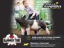 hammer-time-nutritional-supplement-for-s-4.jpg