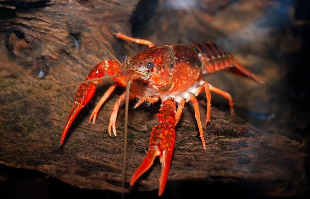 aquatic-foods-inc-calcium-feeder-medium--6.jpg