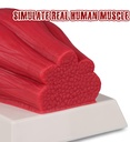 simcoach-human-body-fat-muscle-replica-5-2.jpg