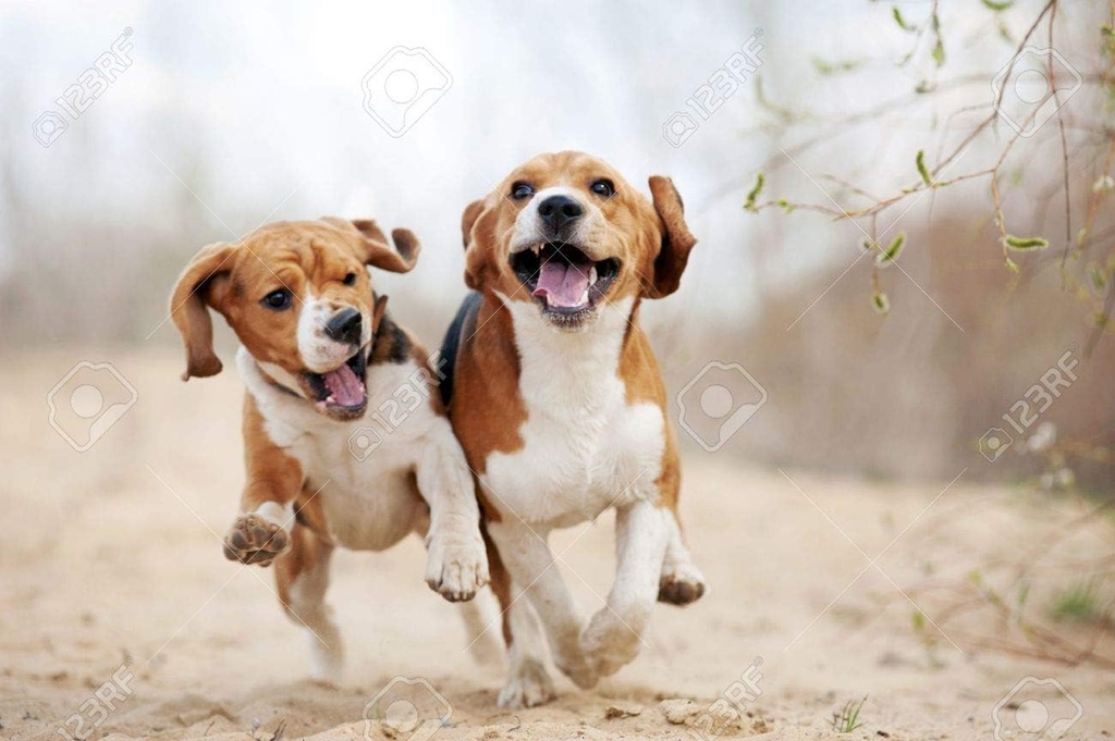 dog-eye-supplement---dog-eye-health---ad-3.jpg