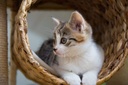 i-love-my-pets-llc-heart-health-for-cats-4.jpg