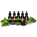 cedar-bear-echinacea-super-immune-blend--4.jpg