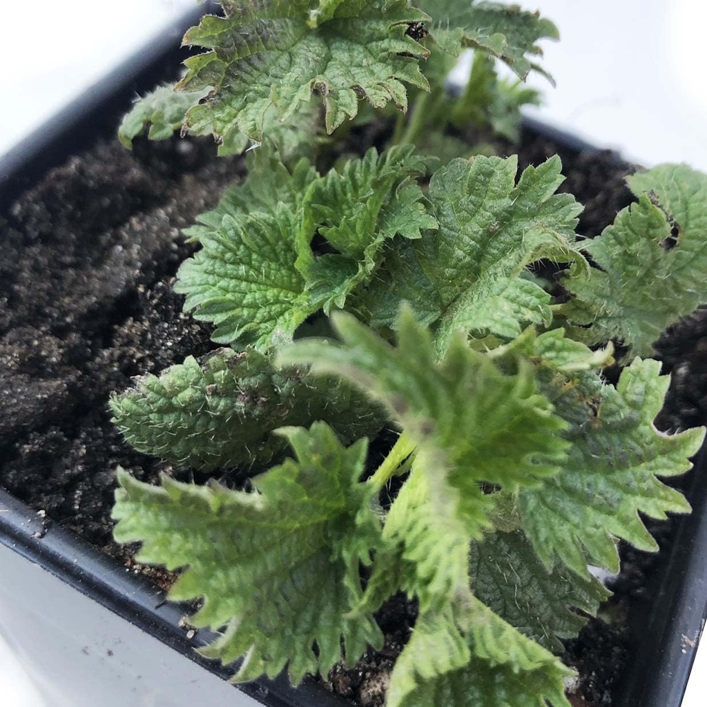 Ekološka Sting Nettle rastlina, Urtica dioica - živa rastlina v 2,5" Pot - Preživetje Hrana, Hranilni Herb z dimni tabor Obrtniki