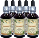 BlackBerry (Rubus fruticosus) Tinktura, Tekoči ekstrakt organskih posušenih listov (Brand Name: HerbalTerra, Proudly Made in USA) 5x2 fl.oz (5x60 ml)