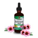 Echinacea Extract Echinacea Echinacea Echinacea Extract 