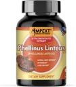 Phellinus linteus goba Extract - Premium kakovost, Samo plodovi telesa, Antioksidant, Immunity Booster, Podpora jeter, 90 Veg Caps.