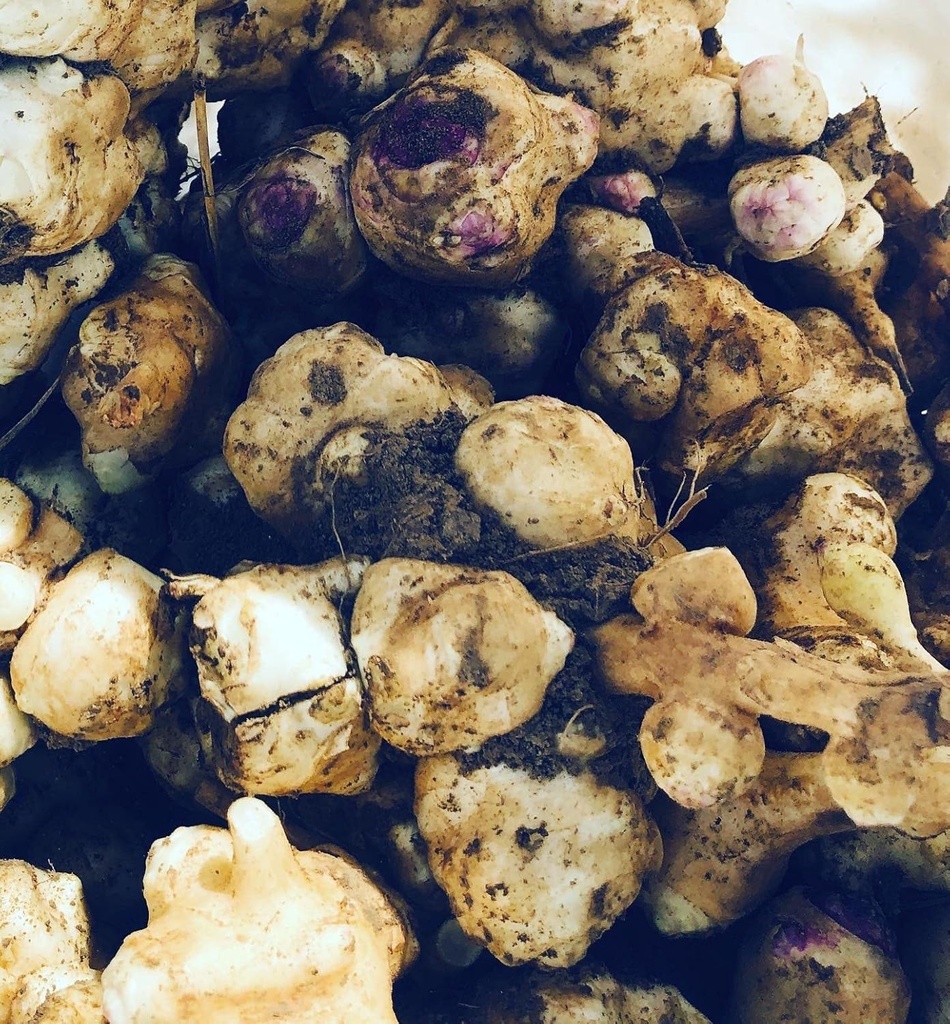 Organic Jerusalem Artichoke Tubers (Helianthus tuberosus) - Sunchokes, Sunroot ali Jerusalem Artichokes za sajenje ali jed - 5 Tubers by Dim Camp Crafts