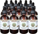 Echinacea Alkohol-free Liquid Extract, Echinacea (Echinacea Angustifolia) Suhi koren Glicerit Havaji Pharm naravni zeliščni dodatek 15x4 oz
