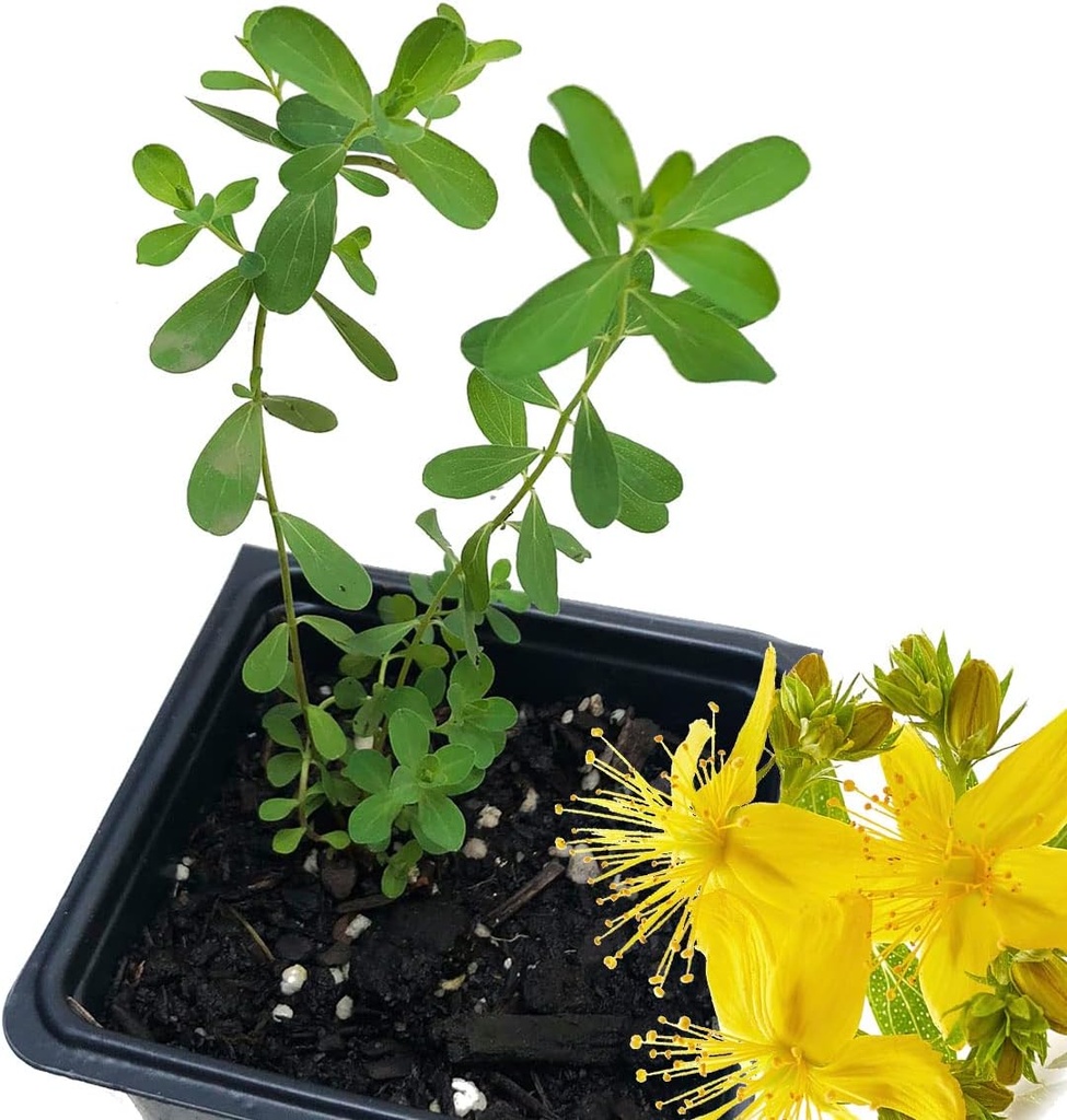Organic Saint John's Wort rastlina, (Hypericum Perforatum) 2,5 palca pot - St John's Wort žive rastline