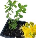 Organic Saint John's Wort rastlina, (Hypericum Perforatum) 2,5 palca pot - St John's Wort žive rastline