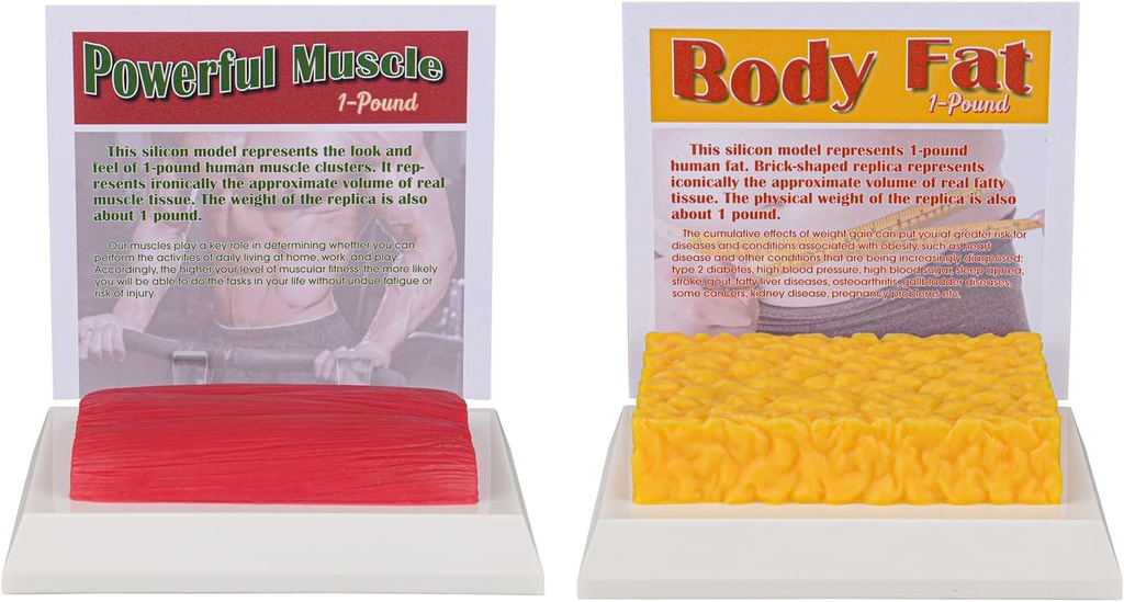 SimCoach človeško telo maščobe in mišice Replika 1 Lb, ohraniti Fit & Fitness Motivacija & Opomnik, človeške mišice maščobe Model za prehrano, športnik