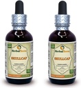 Lobanja (Scutellaria Lateriflora) Tinktura, Tekoči ekstrakt organskega posušenega zelišča (Brand Name: HerbalTerra, Proudly Made in USA) 2x2 fl.oz (2x60 ml)