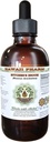 Bucher's Broom Alkohol-free Liquid Extract, Organic Butcher's Broom (Ruscus aculeatus) Posušeni koren Glicerit Havaji Pharm naravni zeliščni dodatek 4 oz
