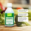 FUNAT Chlorophyll Plus Tekočina z naravno mint aromo - Nutrient-Rich zelena dodatek za energijo in wellness, enostavno za uporabo kapljice - 8,1 FL OZ