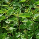 Stinging kopriva (Urtica Dioica)- 100 Seme od OrginBud