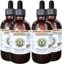 Pipsissewa Alkohol-free Liquid Extract, Pipsissewa (Chimaphila umbellata) Suhi list Glicerit Naravni zeliščni dodatek, Havaji Pharm, ZDA 4x4 fl.oz