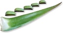 3 funti ekološko ekstra velika Aloe Vera Barbadensis zeleni listi