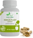 Generične JAGGY Premium insulinske rastlinske kapsule (Costus Igneus) Naravni dodatek 240 Veggie kapsule (60 dnevna oskrba) Insulinska rastlina