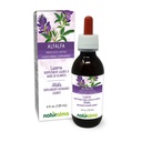 Naturalma Alfalfa ali Lucerne (Medicago Sativa) zelišče s cvetjem Alkohol-free Tinkture - bogata z naravnim klorofil - 4 fl oz Tekoči ekstrakt v kapljice - Zeliščni dodatek - Vegan
