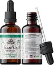 Plantain Tinkture, Organski izvleček Plantain (Plantago Major) Suhi list dopolnilo, Non-GMO v hladno pripravljeni organski zelenjavni Glicerin 2 oz, 670 mg