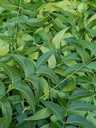 Sveži Neem Leaves, Azadirachta Indica, Margosa, iz Južne Floride. (3 OZ)