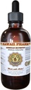 American Silvertop Liquid Extract, American Silvertop (Glehnia Littoralis) Root Tinkture dodatek 2 oz