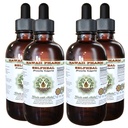 Selfheal Alkohol-free Liquid Extract, Organic Selfheal (Prunella Vulgaris) Suhi Herb Glycerite Natural Herbal Supplement, Havaji Pharm, ZDA 4x4 fl.oz